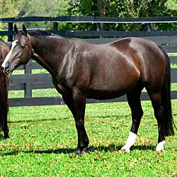 Sophie in the paddock with other mares