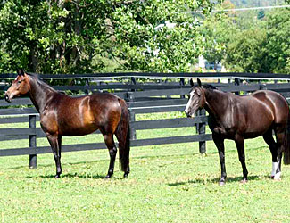 Vienna in paddock with another mare.